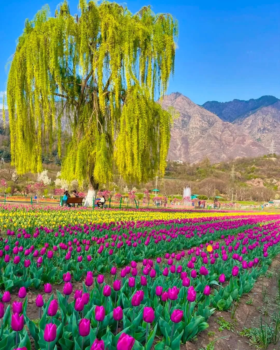 whatsapp image 2026 04 12 at 1.41.44 pm