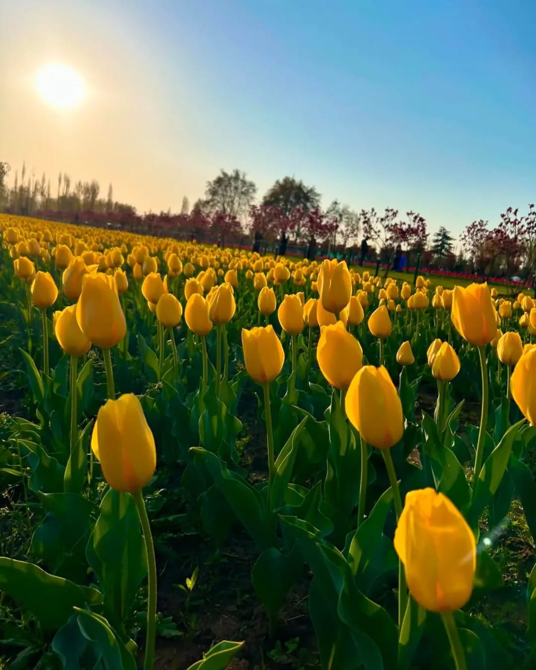 whatsapp image 2026 04 12 at 1.41.45 pm (1)