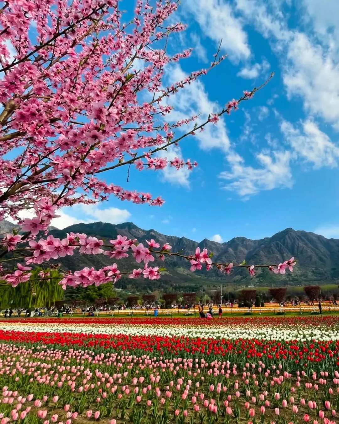 whatsapp image 2026 04 12 at 1.41.45 pm (2)