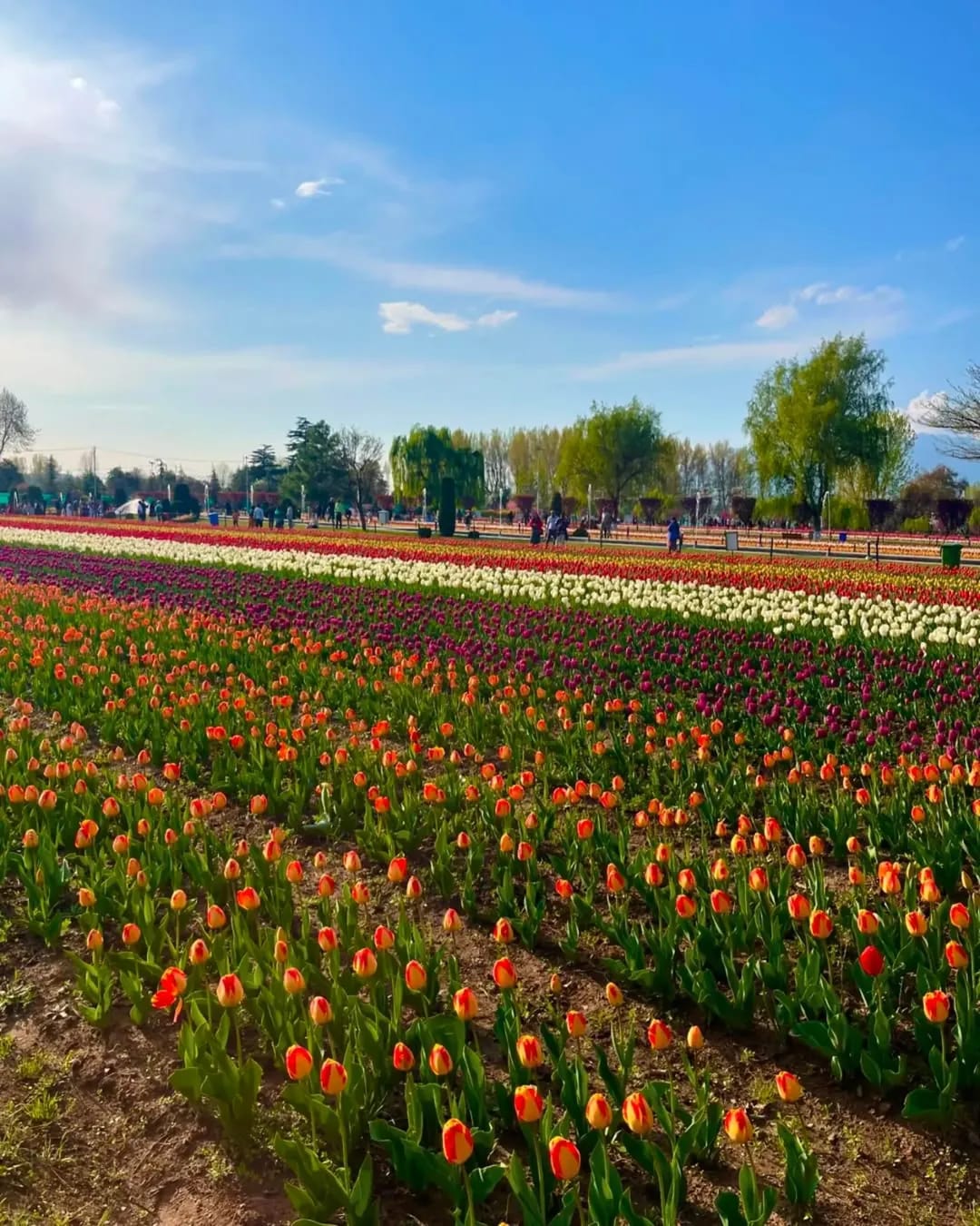 whatsapp image 2026 04 12 at 1.41.45 pm